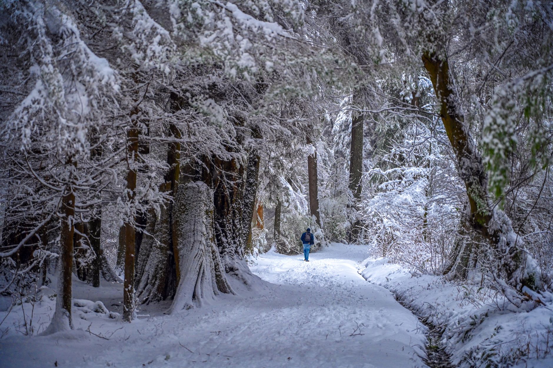 The British Tradition of Boxing Day: Origins, Customs and Costs - zdjecie w tresci