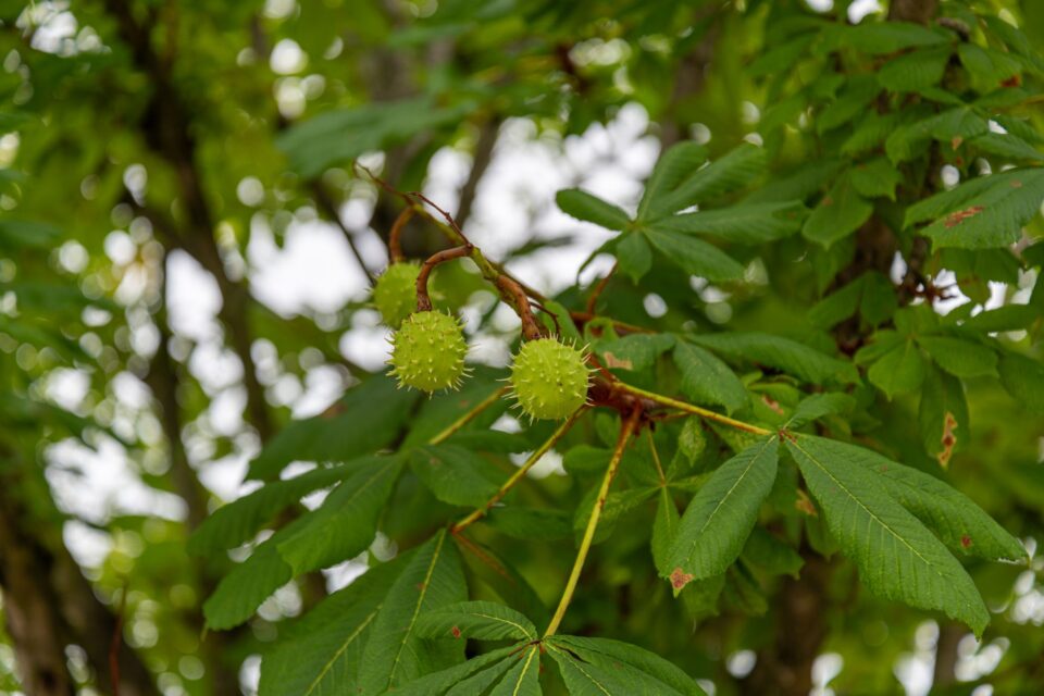 The British Tradition of Conkers: History, Rules and Community Guide - ilustracja artykulu