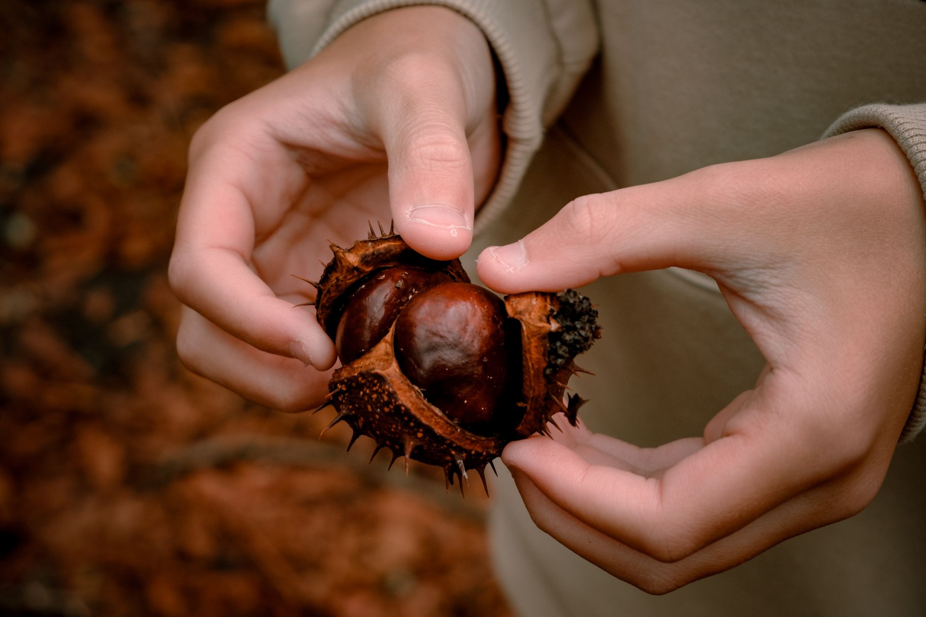 The British Tradition of Conkers: History, Rules and Community Guide - zdjecie w tresci